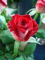 Rosa Ruby Red